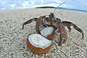 椰子蟹好吃吗椰子蟹和帝王蟹哪个好吃