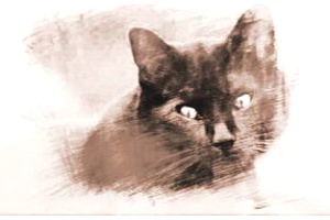 梦到一只黑猫代表了什么