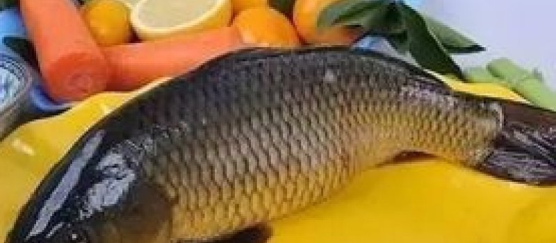 茶叶鲤鱼汤?