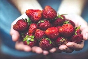 草莓吃多了容易胖吗？