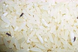 米虫怎么去除最快方法科学防治大米害虫全攻略