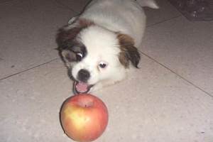 狗狗吃苹果好吗