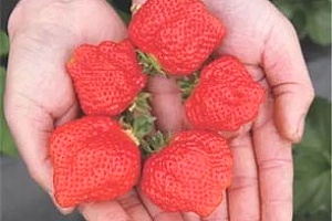 冬天吃草莓怎么加热？