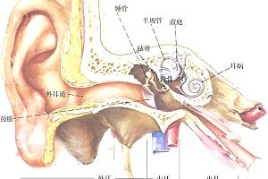 耳石症是什么原因导致的
